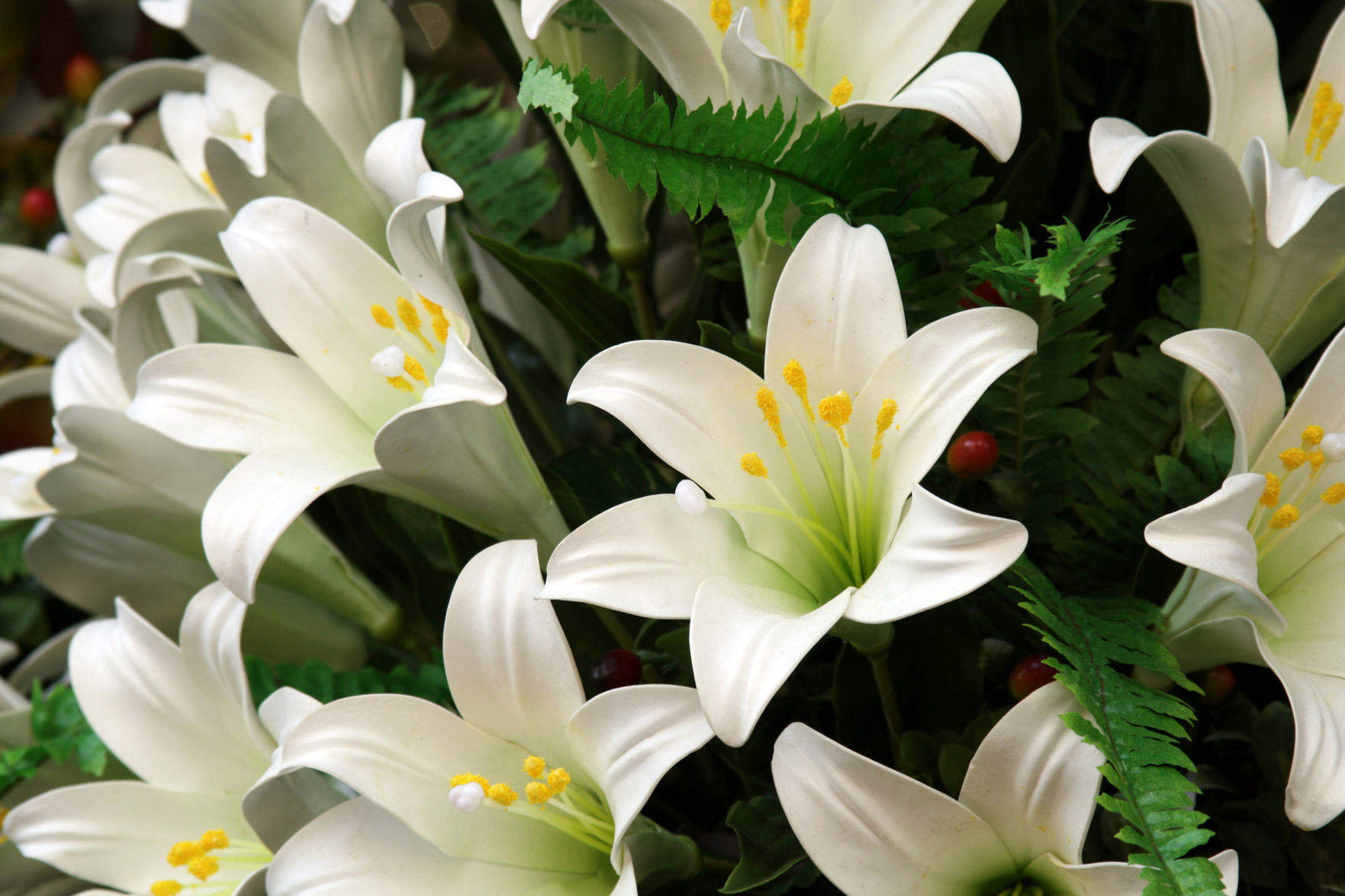 Beware of white lilies